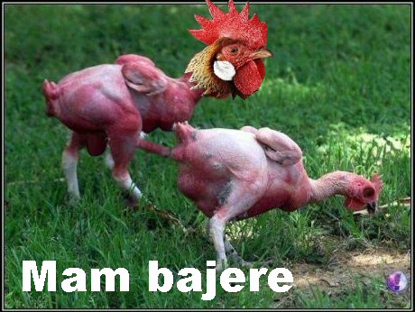 hahahaDzienis na wybiegu.jpg