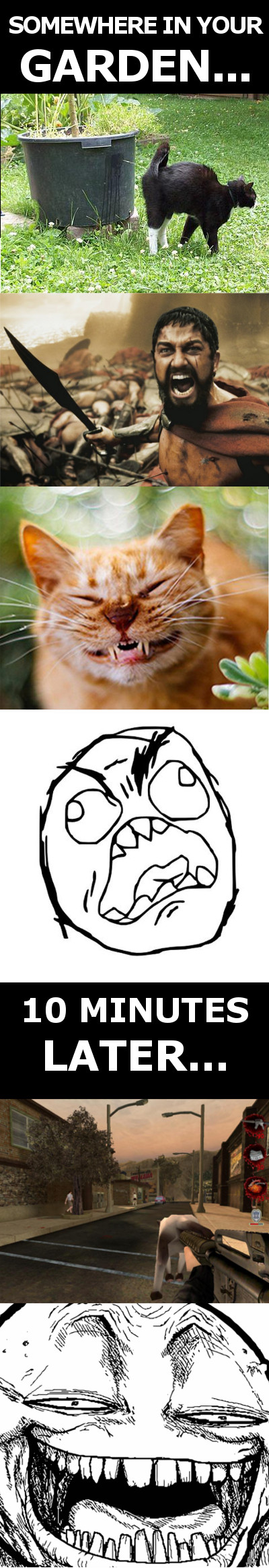 cat_pissed_me_off.jpg